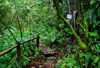 Jungle path in Cordiliera Central, Colombia, South America