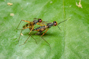 Insects are breeding on a leaf