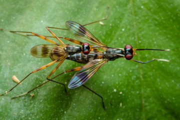  Insects are breeding on a leaf