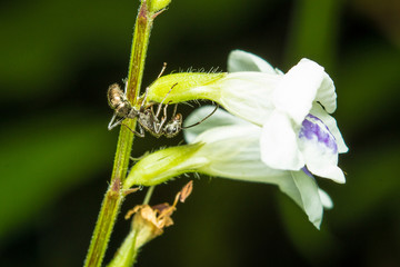 ant on flower