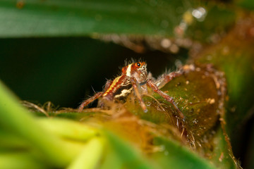 spider on leaf