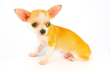 Chihuahua puppy little dog isolated on white background