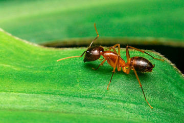 ant on leaf