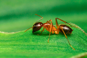ant on leaf