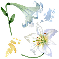 White lily floral botanical flowers. Watercolor background illustration set. Isolated lilies illustration element.