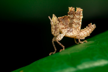 Brown Grasshopper on leaf