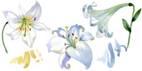 White lily floral botanical flowers. Watercolor background illustration set. Isolated lilies illustration element.