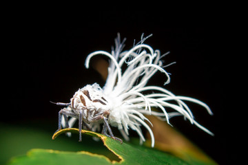  White insect on black