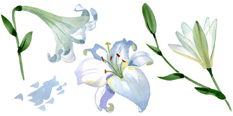 White lily floral botanical flowers. Watercolor background illustration set. Isolated lilies illustration element.