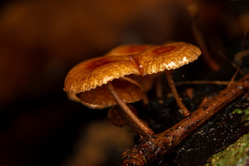mushroom in the forest