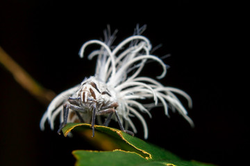  White insect on black