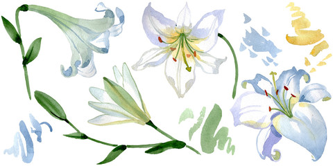 White lily floral botanical flowers. Watercolor background illustration set. Isolated lilies illustration element.