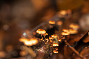 mushroom in the forest
