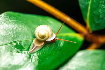 snail on leaf isolated on white