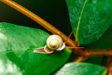 snail on a green leaf