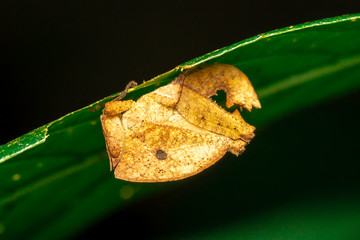  Brown Grasshopper on leaf