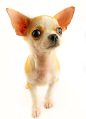 Chihuahua puppy little dog isolated on white background