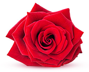 Fototapeta premium Flower red rose head