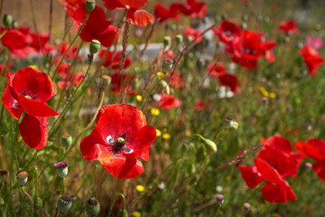 Poppies and Wildflowers. Red Poppies and wild flowers in front of a weathered, wooden fence.