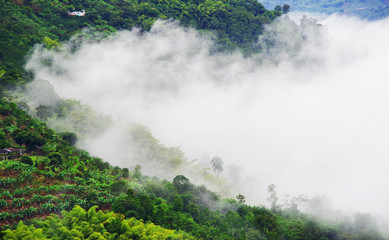 Hills covered in coffee and banana plantations near Buenavista, Antioquia, Colombia