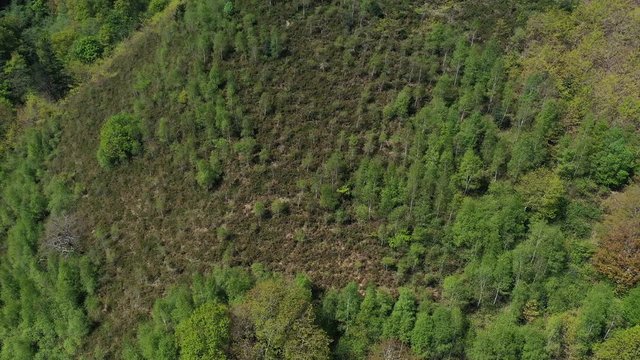 Oak forest, Springtime, Remendon forest, Guriezo Municipality, Cantabria, Spain, Europe
