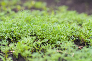 Fresh dill (Anethum graveolens) growing on the vegetable bed. Annual herb, family Apiaceae. ...