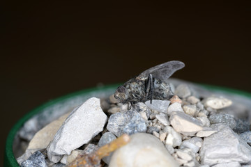 Various insects from Germany in high resolution and scanned with macro