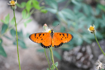 butterfly on flower  