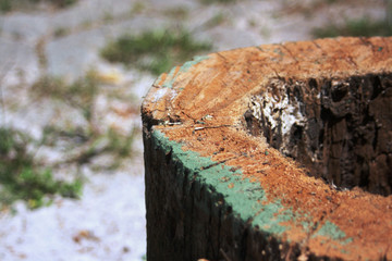 Tronco