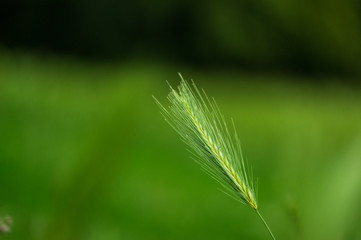 stalks of wall barley (hordeum murium) on a meadow