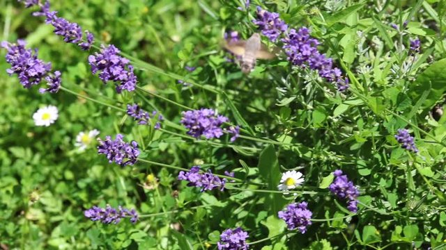 insecte volant et la lavande