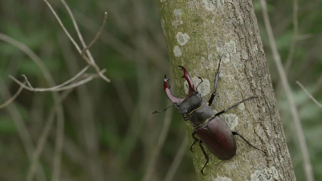 Stag Beetle1