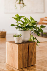 Close up of stylish brown wooden square with beautiful plants in white pots at modern interior of living room with design furnitures and accessories. Bright and sunny home space. Home decor. Template
