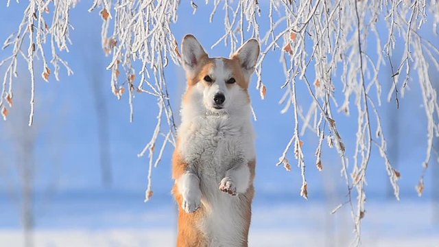 Cute dog in frozen park with bunny pose