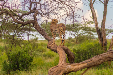 Fototapeta na wymiar Cheetah perched on a dead tree