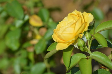 Thomasville rose garden 0241