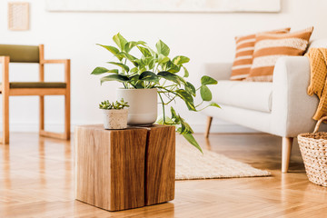 Close up of stylish brown wooden square with beautiful plants in white pots at modern interior of...