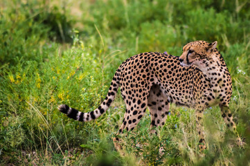 A leopard walking in the forest