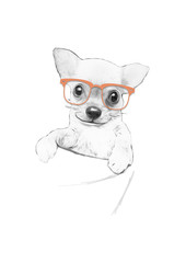 chihuahua with glasses on white background
