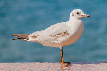 Fototapeta premium Black-headed gull (Chroicocephalus ridibundus) at Mutrah Corniche in Muscat, Oman
