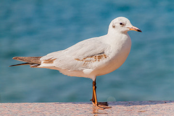 Black-headed gull (Chroicocephalus ridibundus) at Mutrah Corniche in Muscat, Oman