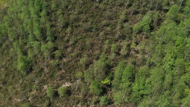 Oak forest, Springtime, Remendon forest, Guriezo Municipality, Cantabria, Spain, Europe