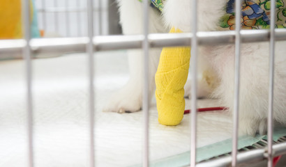 Naklejka premium Close up broken leg a sick dog with colourful bandage lying inside the cage at animal shelter Image