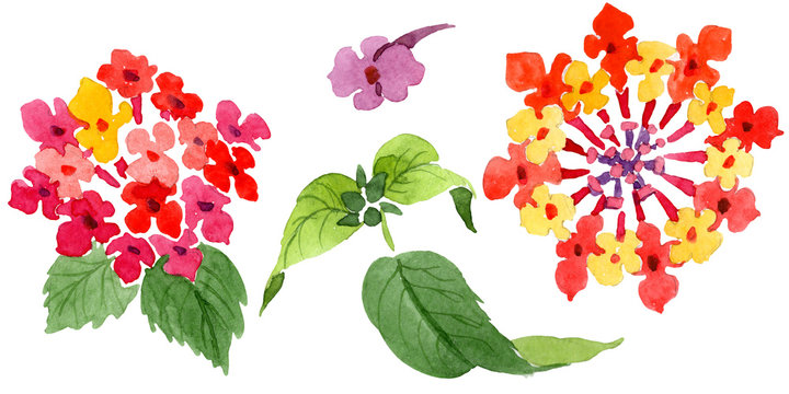 Red lantana floral botanical flowers. Watercolor background illustration set. Isolated lantana illustration element.