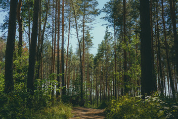 Empty path in the summer forest perspective view of an empty path among the trees in a Quiet forest