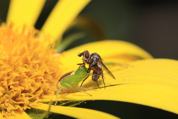yellow spider