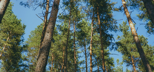 Waggling coniferous trees from below Low angle view of calmly shaking tall evergreen trees in tranquil woods