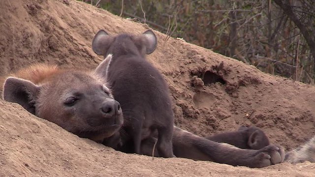 Adult spotted hyena resting and interacting with cubs at den. Greater Kruger. South Africa. Flat plane