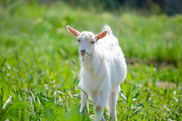 White young goat eating lush green grass on the lawn on a bright summer sunny day.