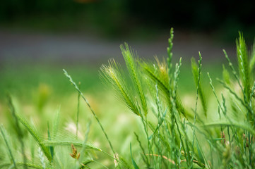 stalks of wall barley (hordeum murium) on a meadow